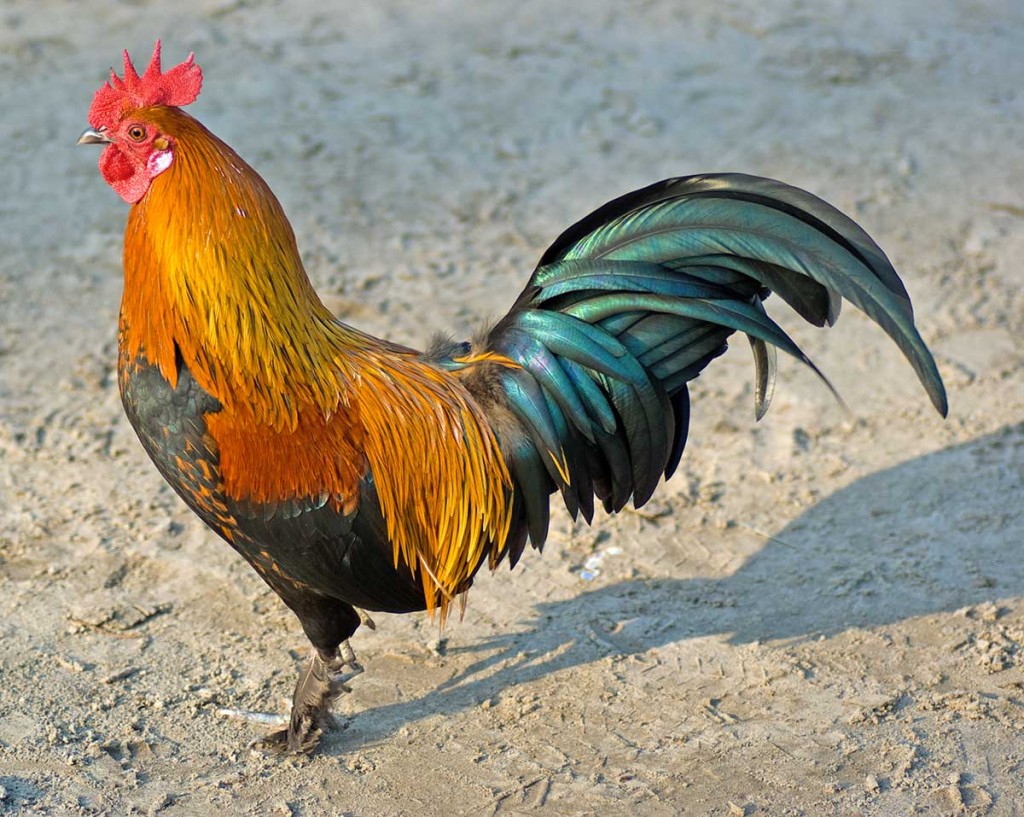 Horoz - Cock
