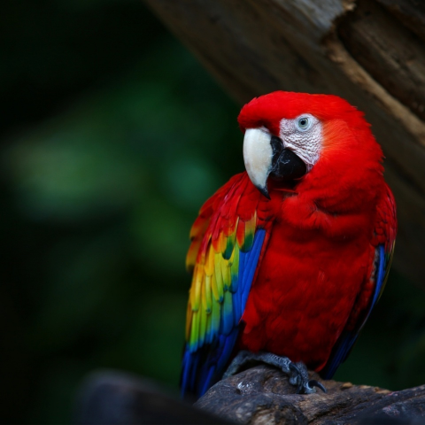 Birçok rengi içinde barındıran papağan